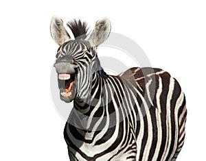 Zebra Laugh or Shout