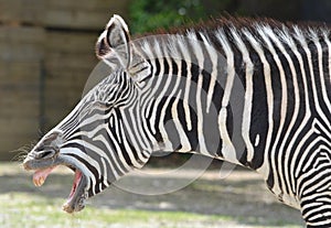 Zebra laughing