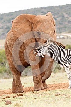Zebra laughing at the Elephant