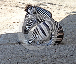 Zebra laying down in zoo enclosure in FingerLakes photo