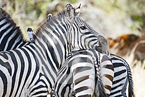 Zebra leaning the head on the back of an other Zebra in Serengeti, Tanzania