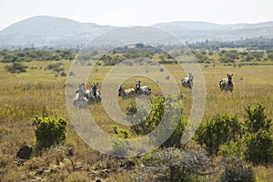 Zebra in Lewa Conservancy, Kenya, Africa photo