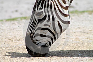 Zebra licking dirt