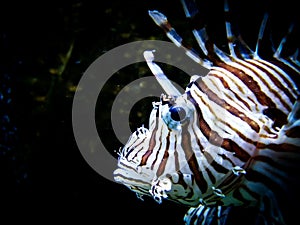 Zebra lion fish in black aquarium background