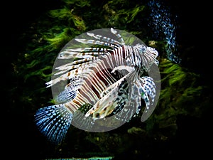 Zebra lion fish in black aquarium background