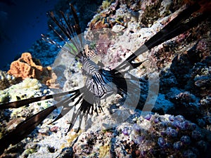 Black Zebra Lion Fish among corals at the bottom of the Indian Ocean