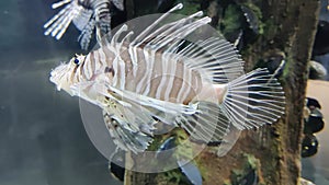 Zebra Lion Fish swimming gracefully in a saltwater aquarium