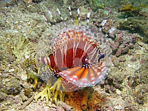 Zebra lionfish