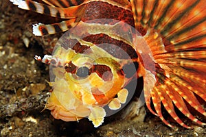 Zebra Lionfish