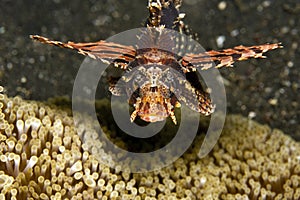 Zebra Lionfish