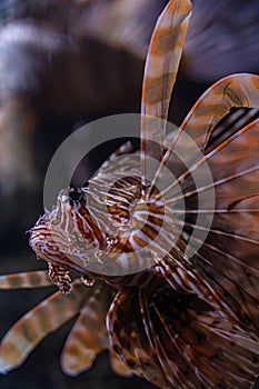 Zebra Lionfish ,Dendrochirus zebra, adult, close-up
