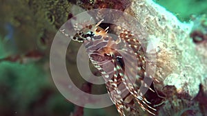 Zebra lionfish Dendrochirus zebraon the corals in Zulu sea Dumaguete