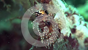 Zebra lionfish Dendrochirus zebraon the corals in Zulu sea Dumaguete
