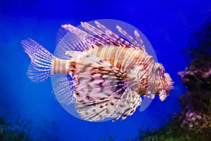Zebra lionfish (Latin: Pterois volitans) with stripes on its back and poisonous spikes