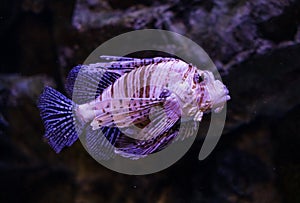 Zebra Lionfish (Pterois volitans) is a range of fish species in the family Scorpaenidae.