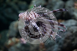 Zebra lionfish