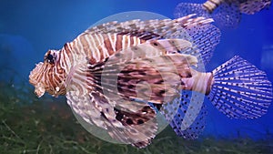 Zebra lionfish swimming in the aquarium with blue water.