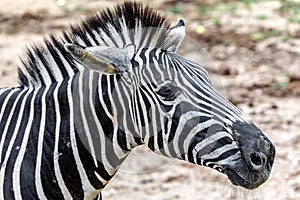 A Zebra Live In The Open Zoo.