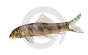 Zebra loach catfish Botia striata aquarium fish photo