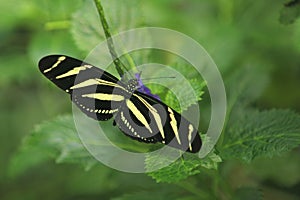 Zebra longwing