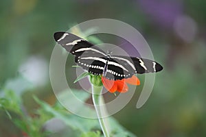 Zebra Longwing