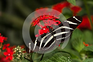 Zebra Longwing