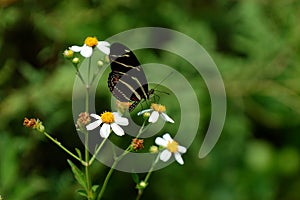 Zebra Longwing