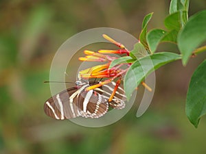 Zebra Longwing