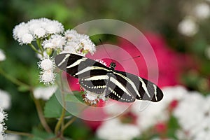 Zebra Longwing