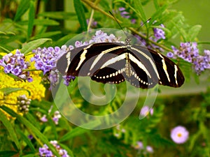 Zebra Longwing Black White Striped Heliconian Butterfly