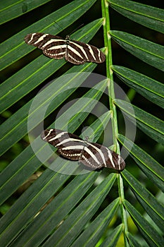 Zebra Longwing Butterflies on plants