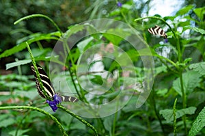 Zebra Longwing Butterflies on plants