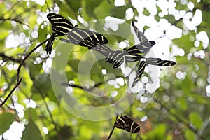 Zebra Longwing Butterflies Settling at their Nocturnal Roost