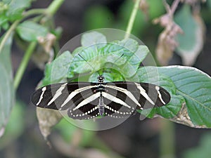 Zebra Longwing Butterfly 1