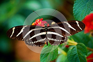 Zebra Longwing Butterfly