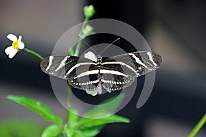 Zebra longwing butterfly