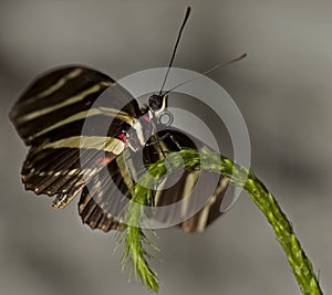 Zebra Longwing Butterfly