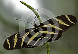 Zebra Longwing Butterfly