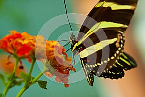 Zebra Longwing butterfly