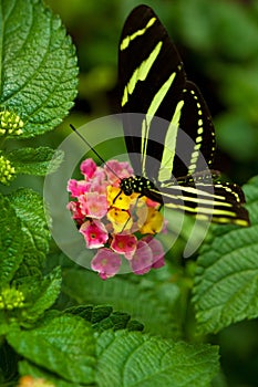 Zebra Longwing butterfly