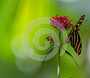 Zebra Longwing Butterfly