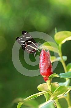 Zebra longwing butterfly