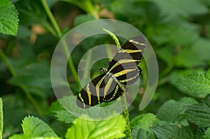 Zebra longwing butterfly