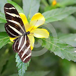 Zebra Longwing butterfly