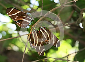 Zebra Longwing butterfly photo