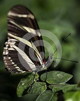 Zebra Longwing Butterfly