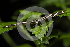 Zebra Longwing Butterfly