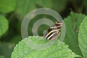 Zebra Longwing Butterfly.