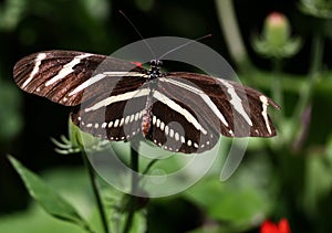 Zebra Longwing Butterfly