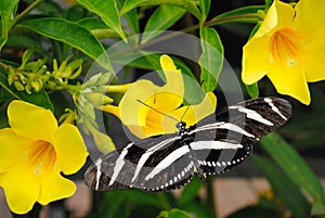 Zebra longwing butterfly